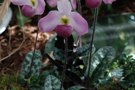 Paphiopedilum vietnamense